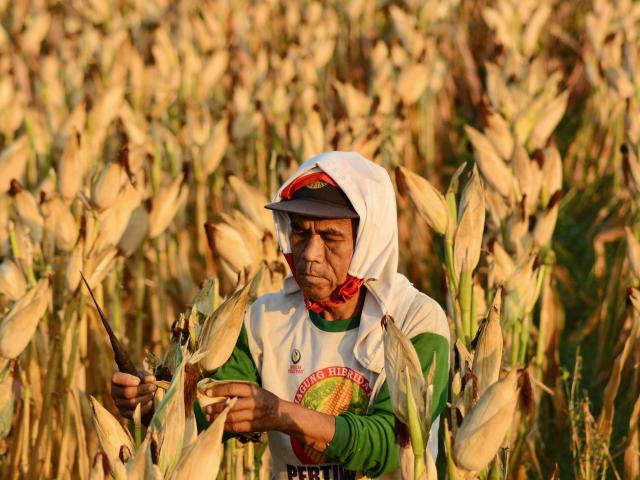 A farmer harvesting maize by hand at sunrise